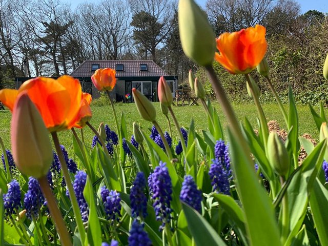 ./bollenveld/g.bollenveld 2020 vanuit hek met bollen.jpg